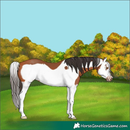Horse Color:Bay Splash Frame 