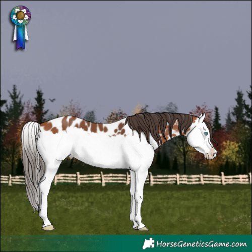 Horse Color:Bay Splash Appaloosa