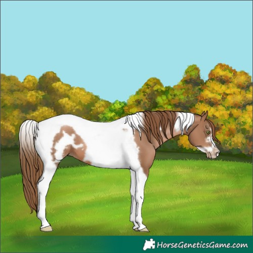 Horse Color:Liver Chestnut Pearl Tobiano Frame
