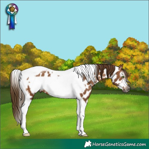 Horse Color:Gray Bay Tobiano Frame Appaloosa 