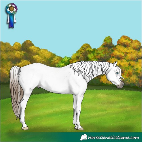 Horse Color:Gray Bay Roan Pearl Splash Frame Appaloosa 