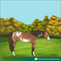 Horse Color:Bay Frame Appaloosa 