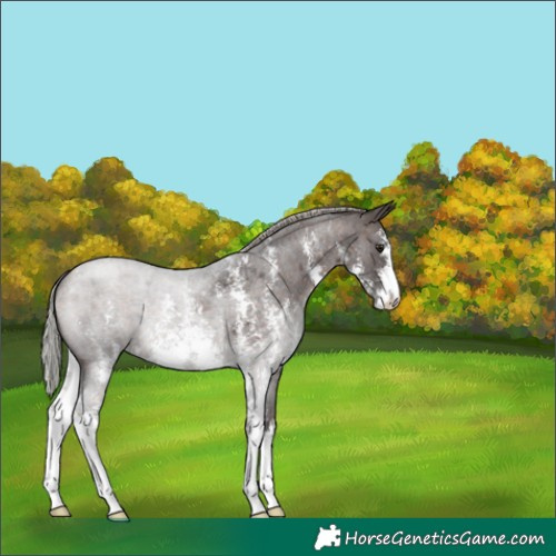 Horse Color:Silver Bay Roan Mushroom Sabino 