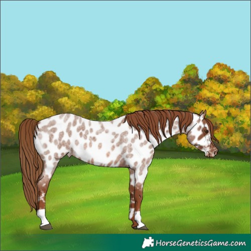 Horse Color:Red Roan Near Leopard 