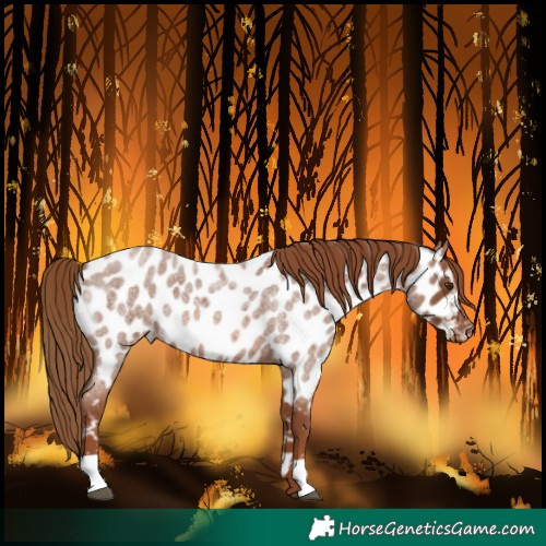 Horse Color:Red Roan Near Leopard