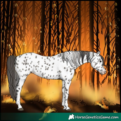 Horse Color:Grullo Near Leopard 