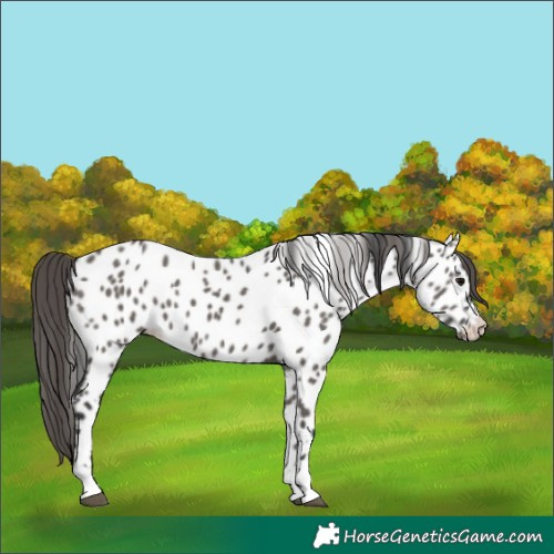 Horse Color:Grullo Appaloosa 