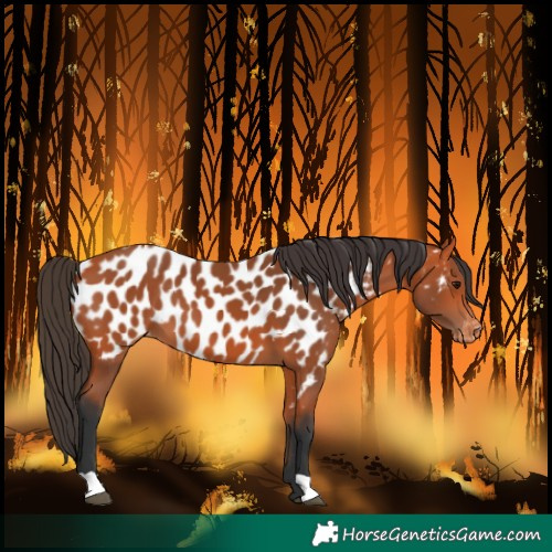 Horse Color:Bay Near Leopard 