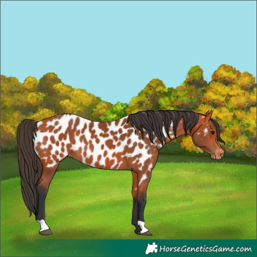 Horse Color:Bay Appaloosa