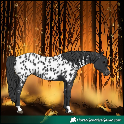 Horse Color:Black Near Leopard