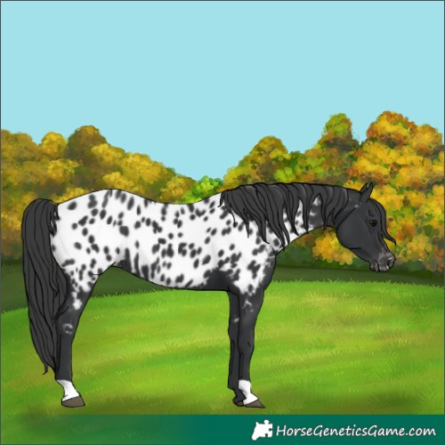 Horse Color:Black Appaloosa 