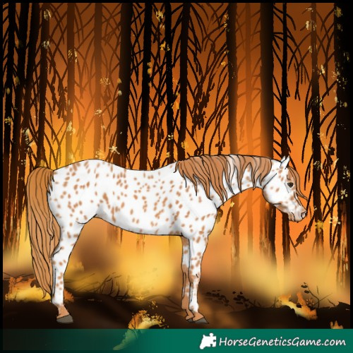 Horse Color:Chestnut Near Leopard