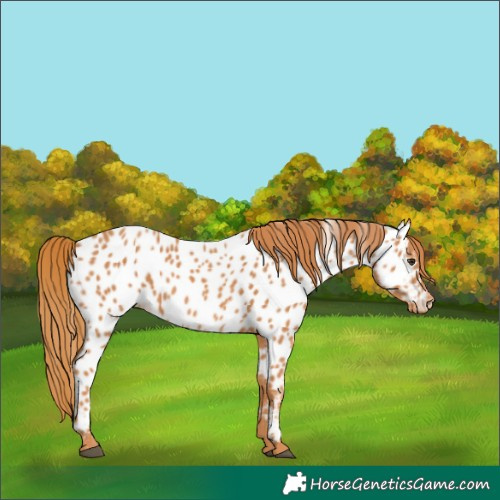 Horse Color:Chestnut Appaloosa 