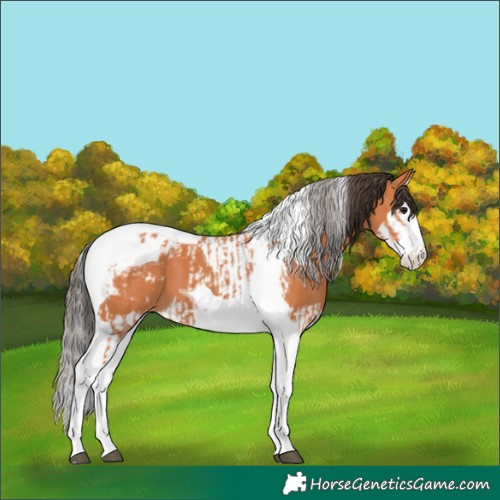 Horse Color:Bay Splash Tobiano Appaloosa  and Bay Splash Tobiano Appaloosa 