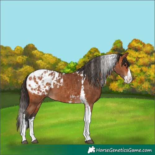 Horse Color:Bay Splash Tobiano Appaloosa  and Bay Splash Tobiano Appaloosa 