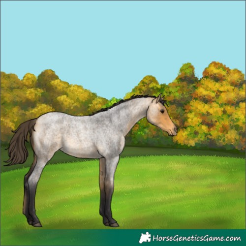 Horse Color:Buckskin Roan Rabicano 