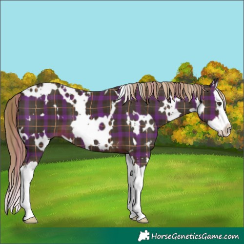 Horse Color:Plaid White Spotted Liver Chestnut Splash