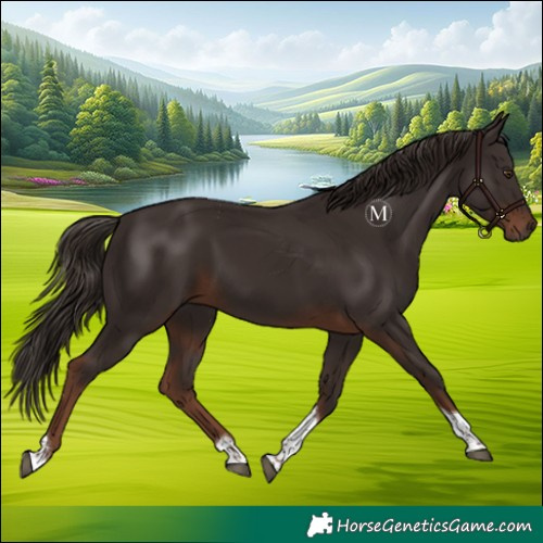 Horse Color:Liver Chestnut Tobiano 