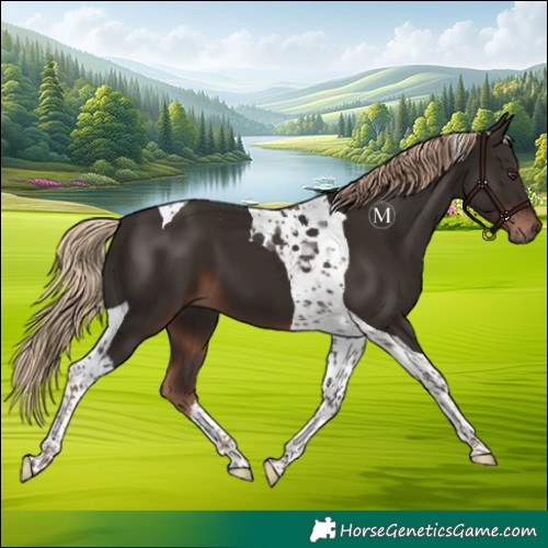 Horse Color:Liver Chestnut Tobiano 