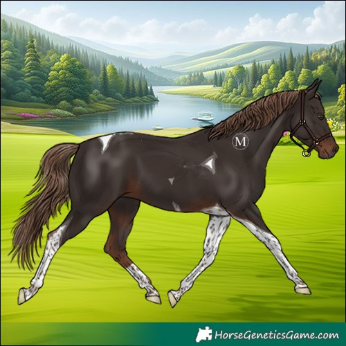 Horse Color:Liver Chestnut Tobiano 