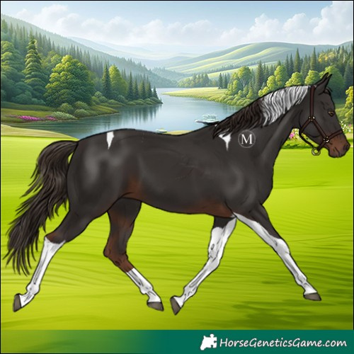 Horse Color:Liver Chestnut Tobiano