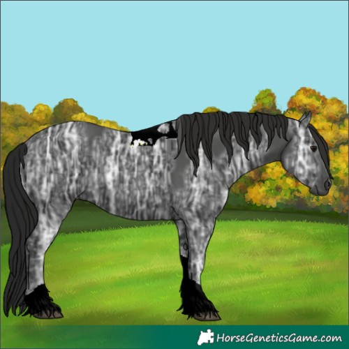 Horse Color:Gray Black Ice Tobiano 