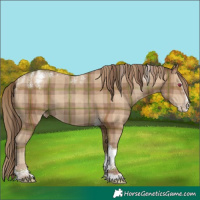 Horse Color:Powder White Plaid  Classic Champagne Splash Tobiano Varnish 