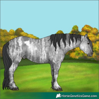Horse Color:White Spotted Black Ice 