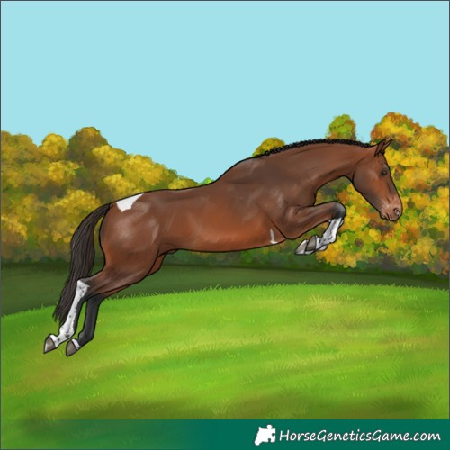 Horse Color:Bay Tobiano Appaloosa