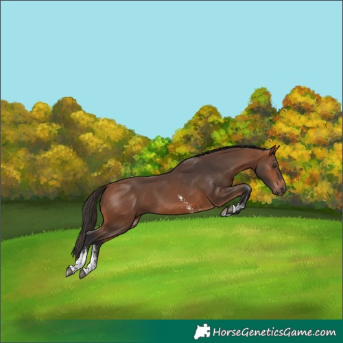 Horse Color:Bay Sabino 