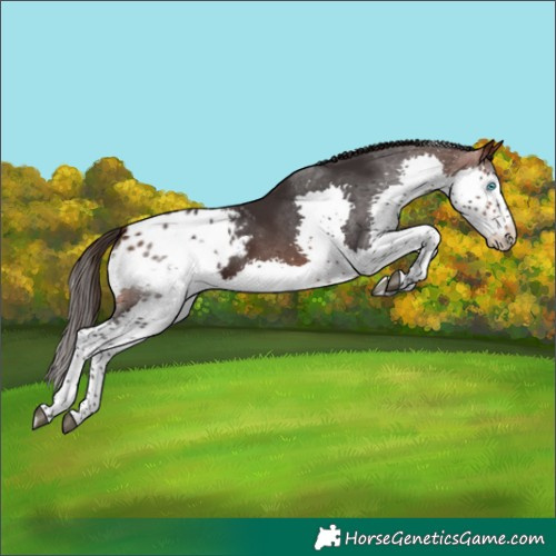 Horse Color:Brown Splash Tobiano Appaloosa 