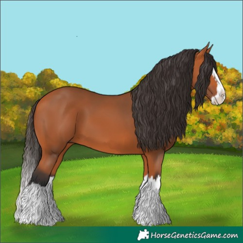 Horse Color:Bay Splash