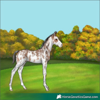 Horse Color:Bay Sabino 