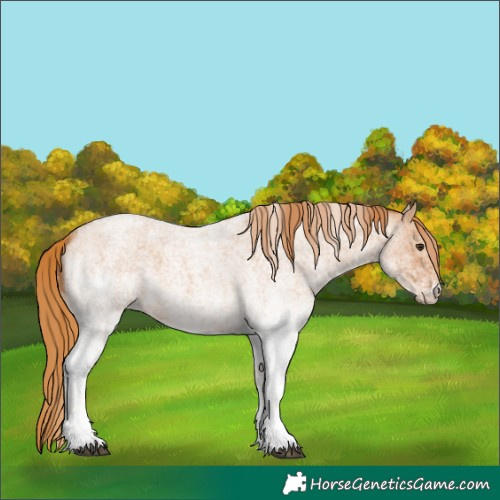Horse Color:White Spotted Red Roan