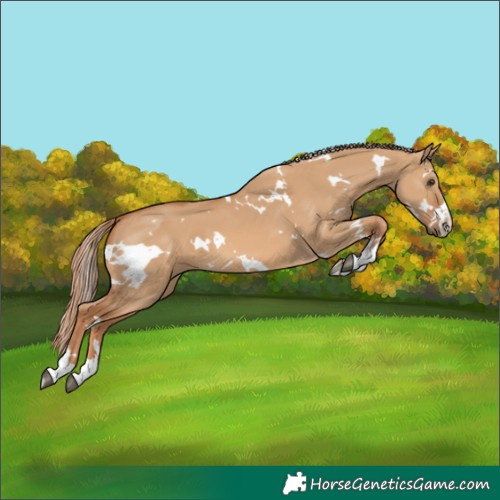 Horse Color:White Spotted Red Dun 