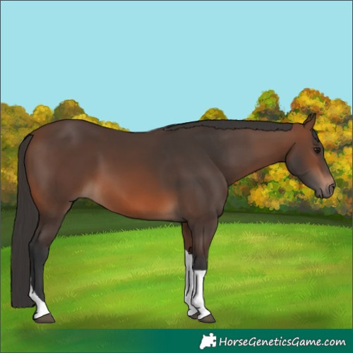 Horse Color:Brown Tobiano 