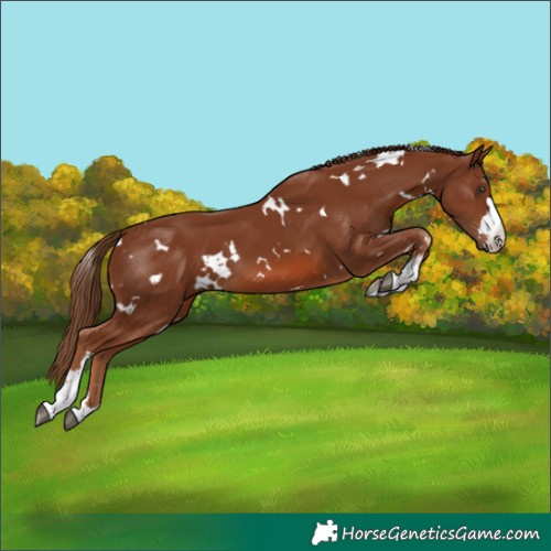 Horse Color:White Spotted Chestnut 