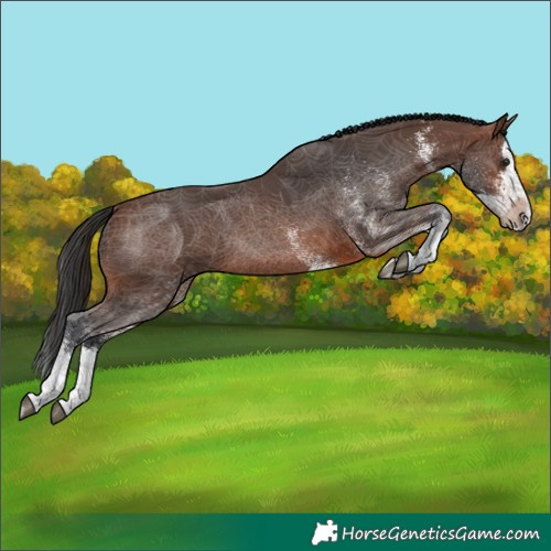 Horse Color:White Spotted Brown Splash