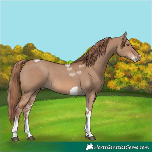 Horse Color:Red Dun Sabino Tobiano Rabicano 