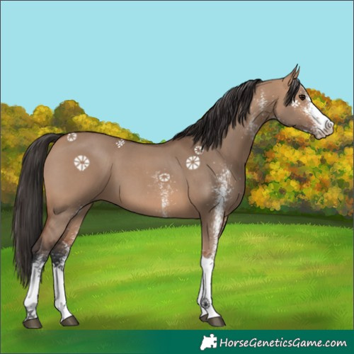 Horse Color:White Spotted Bay Dun Tobiano 