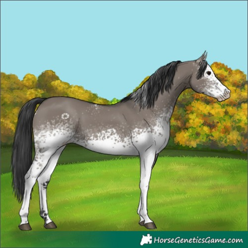 Horse Color:White Spotted Grullo 