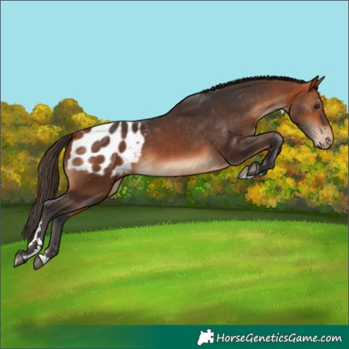 Horse Color:Bay Appaloosa 