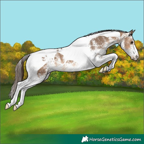 Horse Color:White Spotted Bay Dun Tobiano Appaloosa 