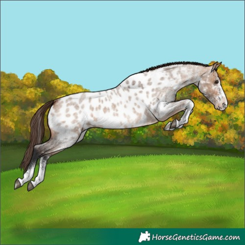 Horse Color:White Spotted Bay Roan Dun Appaloosa 