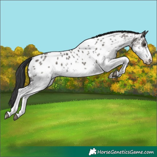 Horse Color:White Spotted Grullo Appaloosa 