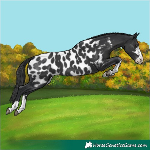 Horse Color:Black Appaloosa