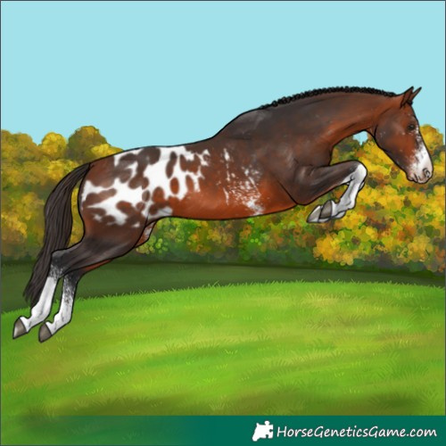 Horse Color:White Spotted Bay Tobiano Appaloosa