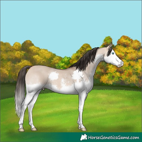 Horse Color:Bay Dun Sabino Splash 