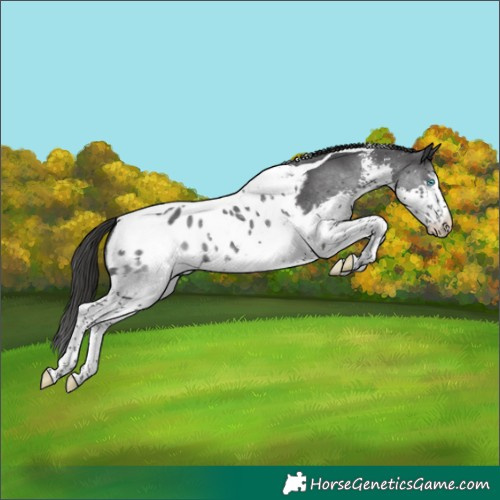 Horse Color:Black Sabino Splash Tobiano Appaloosa 