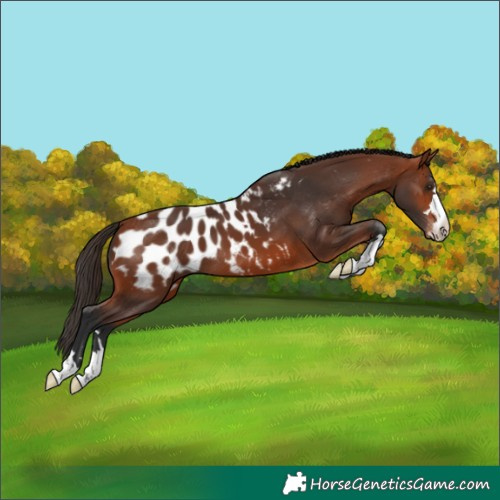 Horse Color:Bay Appaloosa